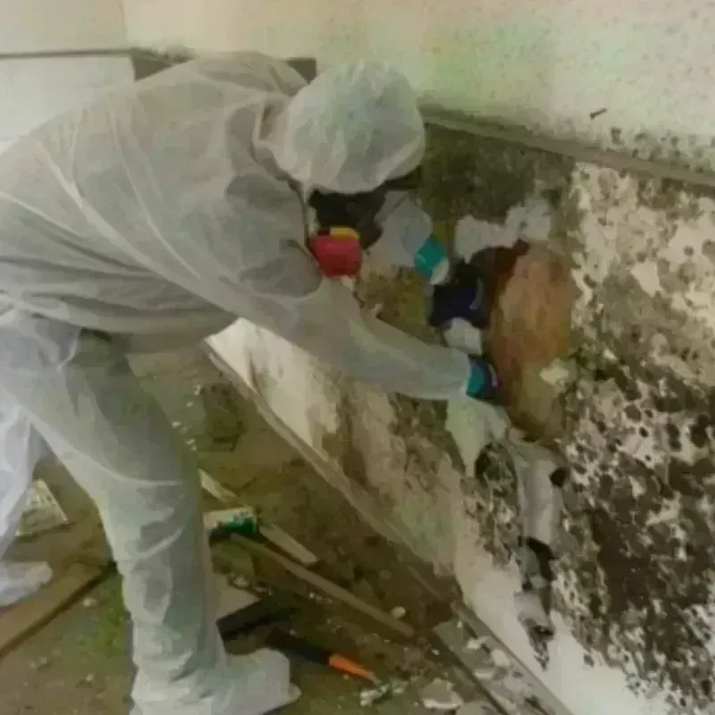 Mold Remediation and Removal in McGraw, NY